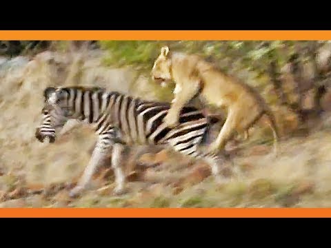 Lions Kill Zebra While Ousting Young Males from Pride