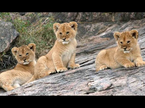 Cute Funny and Heart Warming Animals Compilation Video