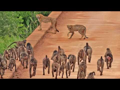 Cheetah Mom and Cub Mobbed by 50 Baboons on Bridge