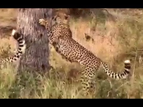 2 Cheetahs Marking Territory 8 June 2013 Latest Sightings