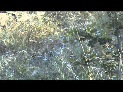 Spot it Hyena