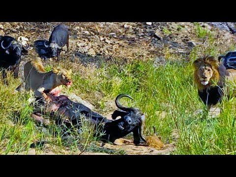 Lions Eat Buffalo While it Still Calls for Help