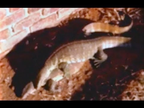 2 Monitor Lizards Mating