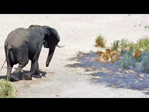Elephant Teaches Lions That He s The King Again