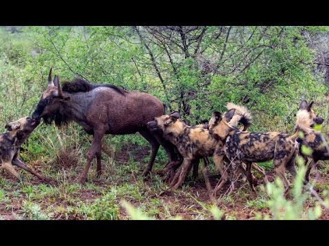 Wild Dogs Killing Wildebeest Latest Wildlife Sightings