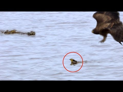 Baby Bird Leaves Nest Survives Hawk Gets Eaten by Crocodile