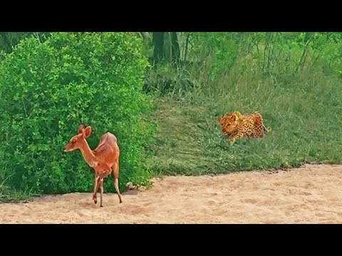Leopard Catches Blind Buck that s Walking in Circles