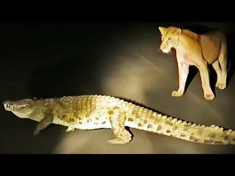 Crocodile Tries to Steal Lion s Kill Hyenas and a Leopard