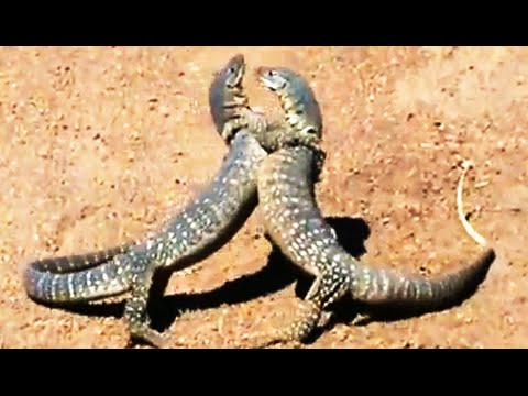 Monitor Lizards Wrestling and Fighting Latest Wildlife