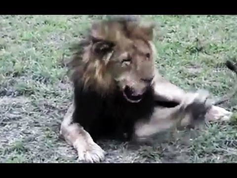 Huge Male Lion VERSUS a Fly Latest Wildlife Sightings