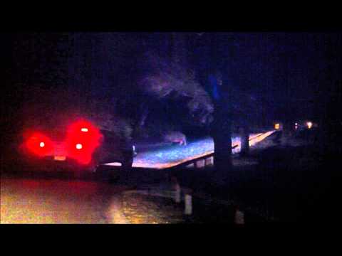 Hippo Blocking the Road