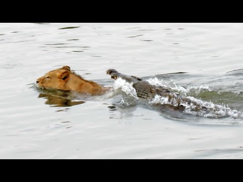Crocodile Attacks a Male Lion Latest Wildlife Sightings