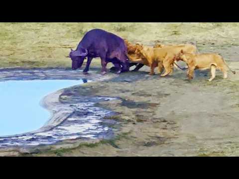 Buffalo Takes One Last Bath