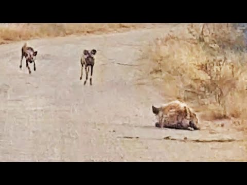 Hyena Tries Hiding from Wild Dogs in Plain Sight