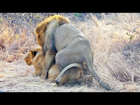 Lions Mating Next to the Road Extreme Close Up