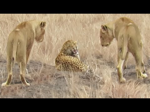 Leopard Tries to Escape Pride of Lions