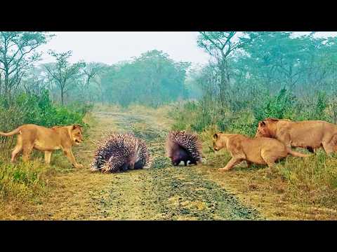 4 Porcupines Teach 3 Lions That They re The King of The Road