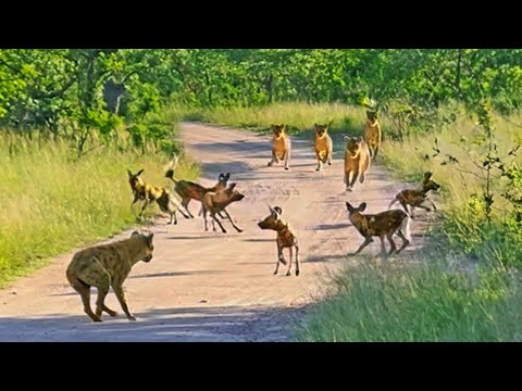 Lions Ambush Wild Dogs and Hyena