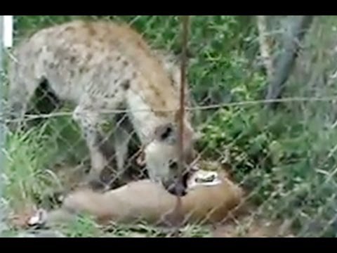Hyena Eating Bushbuck against Fence