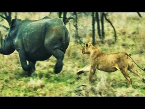 Lions Chase Rhino