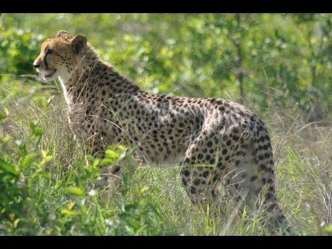 Cheetah Chased off Kill by Baboons