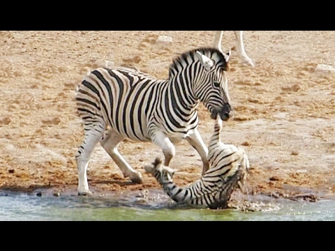 Zebra Tries to Kill Foal While Mother Fights Back