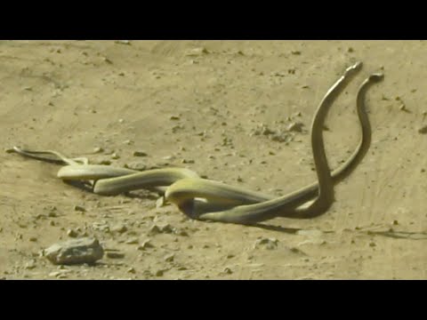Black Mamba Snakes Fighting in the Road