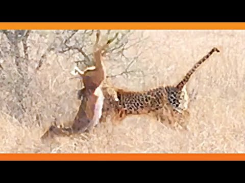 Leopard Surprises Impala With a Quick Kill