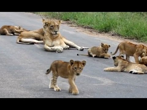 Lion Pride Including Playing Cubs Seen Today Latest
