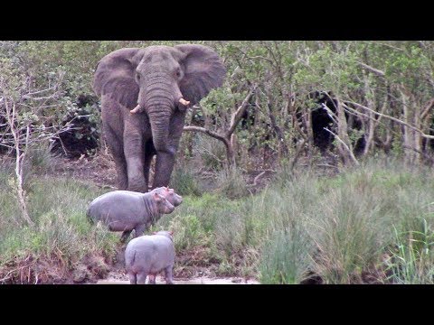 Massive Elephant vs 3 Baby Hippos