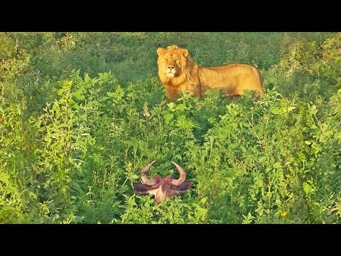 When a Lion Finds a Sleeping Wildebeest