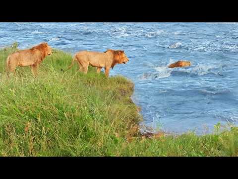 Male Lions Tackle Raging River