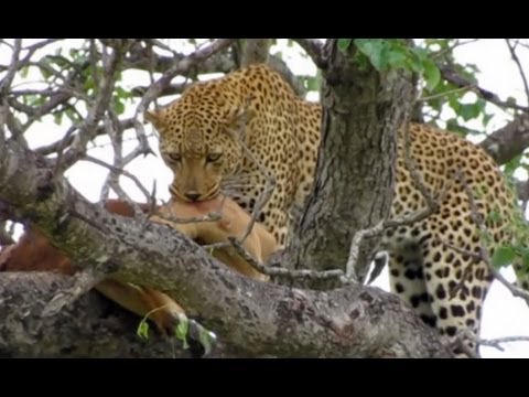 Leopard Moves Impala in Tree