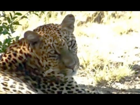 Leopard Relaxing 21 Feb 2011 Kruger Sightings