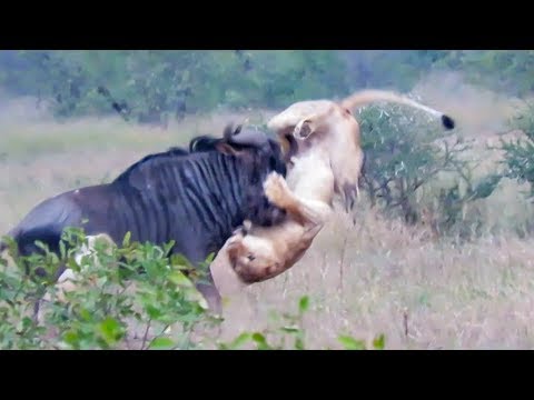 Wildebeest Hooks Lion by Leg as it Tries to Escape