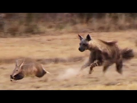 Aardvark Anteater Tries to Outrun Hyena in an Epic Chase