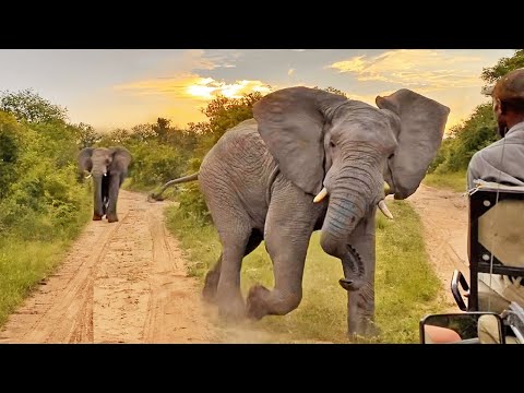Elephant Charges Guide