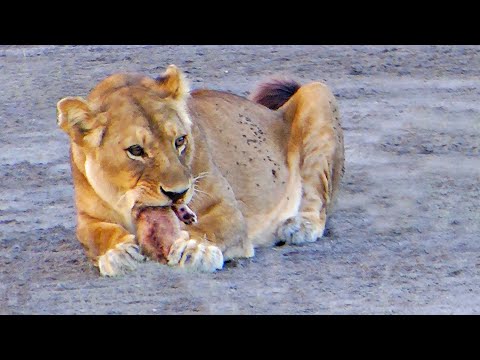 Lioness Bites Her Cub s Head Off