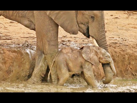 Elephant Herd Helps Rescue a Baby That s Stuck in a