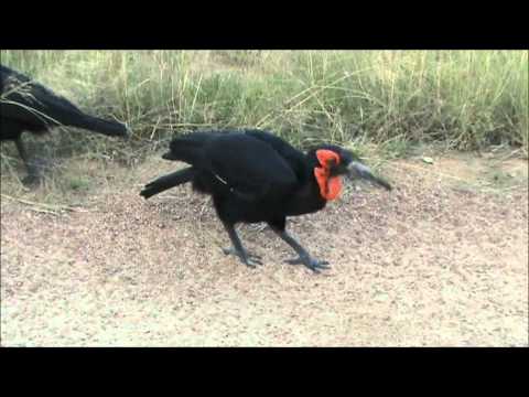 4 Ground Hornbills 27 April 2012 Kruger Sightings
