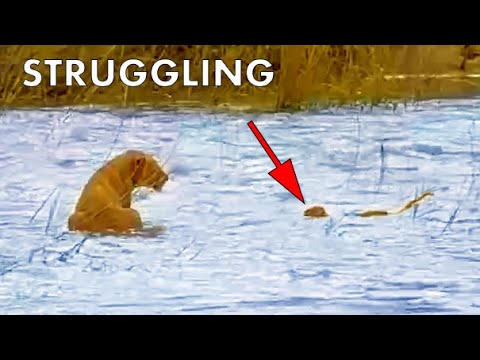 Mom Goes After Lion Cub That s Washed Away in Flooding River