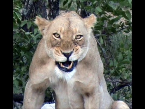 Lion SNEEZES Its Opportunity To Kill