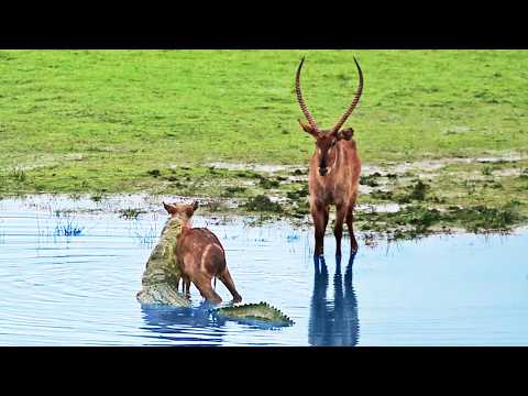 Heartless Buck Throws Baby Back into Crocodile s Jaws After