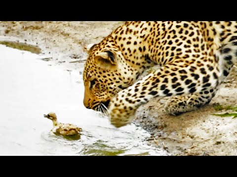 Baby Bird Takes on Hungry Leopard