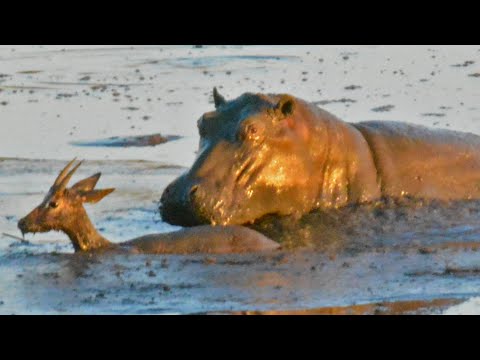 Hippo Kills an Impala That s Stuck in Mud After Lions