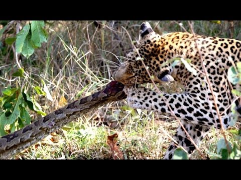 2 Leopards VS 1 Huge Python