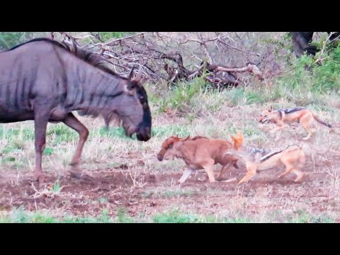 Battle Between Jackals Wildebeest Mother over Baby
