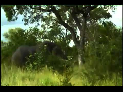 Kruger Sightings Sunset Game Drive February 14 2011