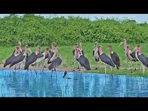 20 Storks VS Cobra in Waterhole