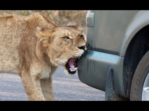 Lion Versus a Car s Bumper Latest Wildlife Sightings
